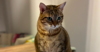 gwenaëlle pet sitter à CASTELSARRASIN 82100_2