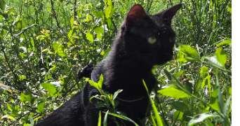mathilde pet sitter à VALDOIE 90300_1