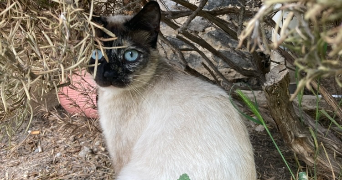 luuna pet sitter à ST ANDRE DE CHALENCON 43130_0