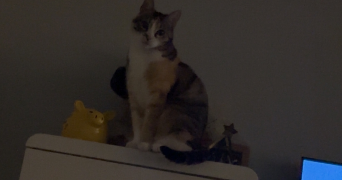 emilie pet sitter à HOMECOURT 54310_7