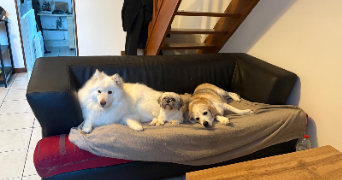 tiffany pet sitter à EZY SUR EURE 27530_0