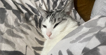 marie pet sitter à ROQUES 31120_0