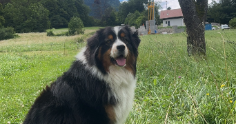 quentin pet sitter à LA CHAIZE LE VICOMTE 85310_2