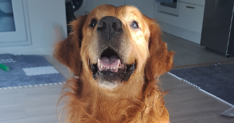 heidi pet sitter à CHEVILLY LARUE 94550_4