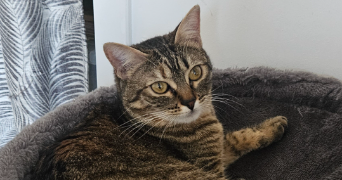 inès pet sitter à LYON 05 69005_6