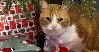 ellora pet sitter à MARSEILLE 08 13008_1