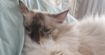 laure pet sitter à CLAMART 92140_2