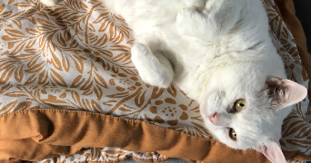 alexandre cat sitter à FACHES THUMESNIL 59155_8