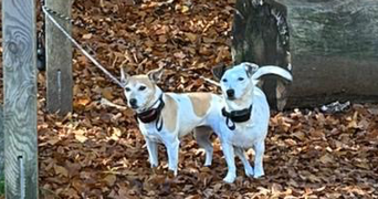 amandine pet sitter à ROYAT 63130_8