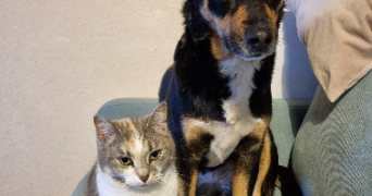 marie pet sitter à ST NAZAIRE 44600_4