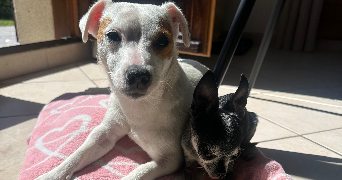 laura pet sitter à MEULERS 76510_1
