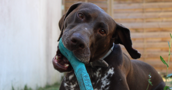orlane pet sitter à VALLET 44330_7