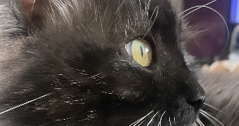 patricia pet sitter à AMIENS 80000_1