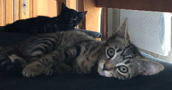 jade pet sitter à ANGERS 49000_3