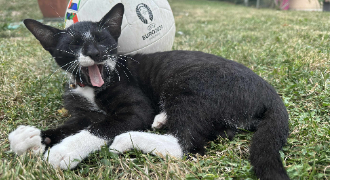 abdelhalim pet sitter à VILLEFAGNAN 16240_2
