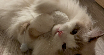 dehia  pet sitter à LILLE 59000_3