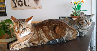 alice pet sitter à CLERMONT FERRAND 63000_7