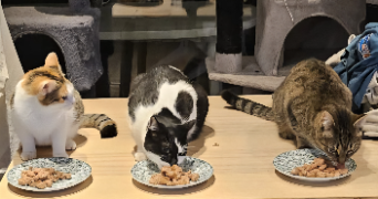 juliette pet sitter à TOURCOING 59200_3