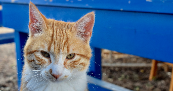 mael pet sitter à LA GARENNE COLOMBES 92250_4