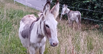 ambre pet sitter à BOURGOIN JALLIEU 38300_2