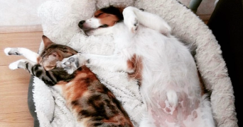 amelie pet sitter à MONTPELLIER 34000_6