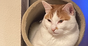 célia pet sitter à TALMONT ST HILAIRE 85440_1
