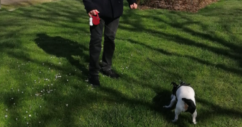 cyril dog sitter à Dourdan 91410_2