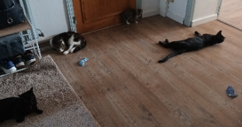sandra pet sitter à MOISSAC 82200_5