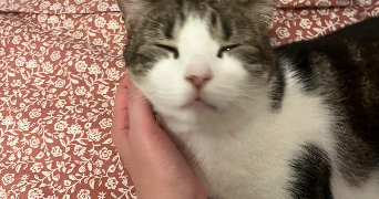 malvina pet sitter à VERNEUIL D AVRE ET D ITON 27130_2