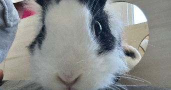 céryne pet sitter à FLEURY LES AUBRAIS 45400_1