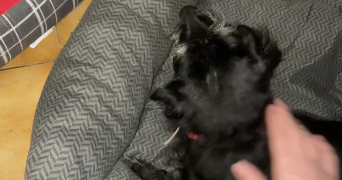 zoé pet sitter à MONTPELLIER 34000_6