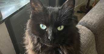 sasha pet sitter à METZ 57000_2
