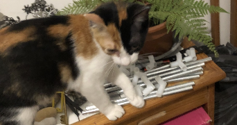 aldecinei pet sitter à MONTPELLIER 34000_1