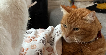 camille pet sitter à LILLE 59800_2