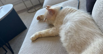 méline pet sitter à BREST 29200_4