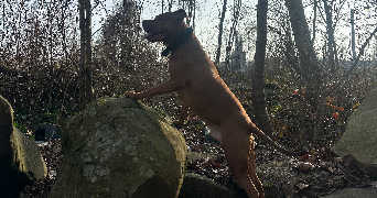 suzane pet sitter à CHEVILLY LARUE 94550_2