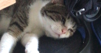 raphaël pet sitter à AMIENS 80000_4