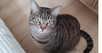 linsey pet sitter à BORDEAUX 33800_0