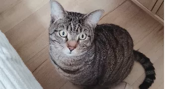 linsey pet sitter à BORDEAUX 33800