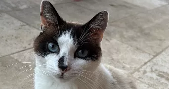 ophélie pet sitter à MAISONS LAFFITTE 78600