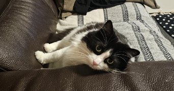 syrine pet sitter à GRENOBLE 38000_4