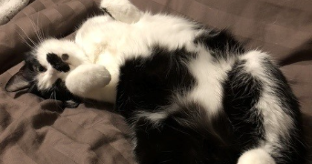 audrey pet sitter à LETRICOURT 54610_3