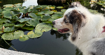mahel pet sitter à CLERMONT FERRAND 63000_2