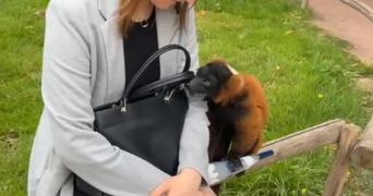 yaelle pet sitter à GUIPEL 35440_1