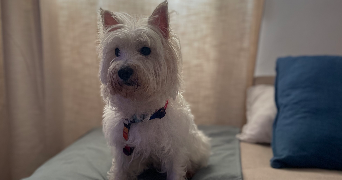 allison pet sitter à SURESNES 92150_2