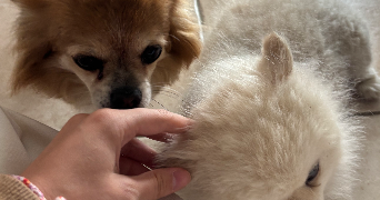 lisa pet sitter à STRASBOURG 67000_4