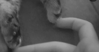 elna pet sitter à STE LUCE SUR LOIRE 44980_0