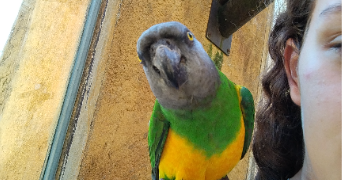cléa pet sitter à CHANVILLE 57580_3