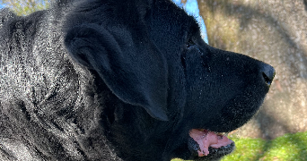 emilie pet sitter à MARSANNAY LA COTE 21160_7