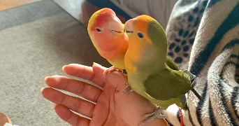 hevi pet sitter à MIONS 69780_1